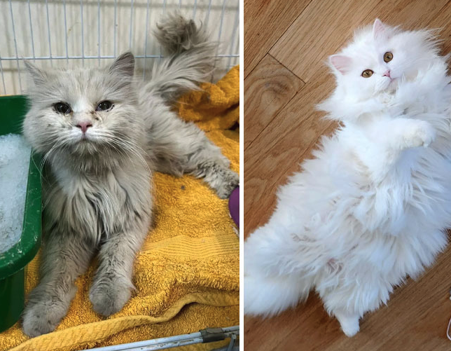 From Neglect to Love: The Inspiring Rescue Journey of a Once-Abandoned Kitten