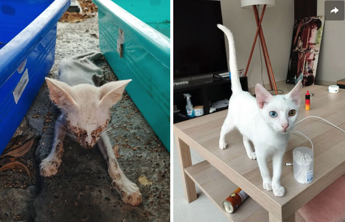 From Abandoned to Adored: The Remarkable Journey of a Rescued Kitten