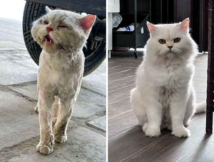 From Street Struggles to a Loving Home: The Heartwarming Journey of a Rescued Cat