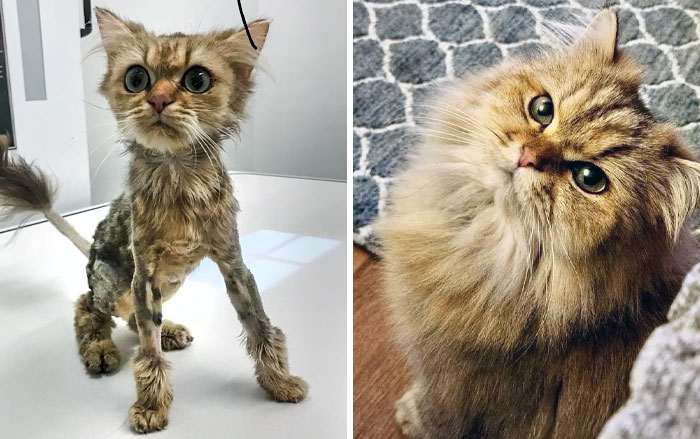 From Broken to Beautiful: A Cat’s Journey of Hope
