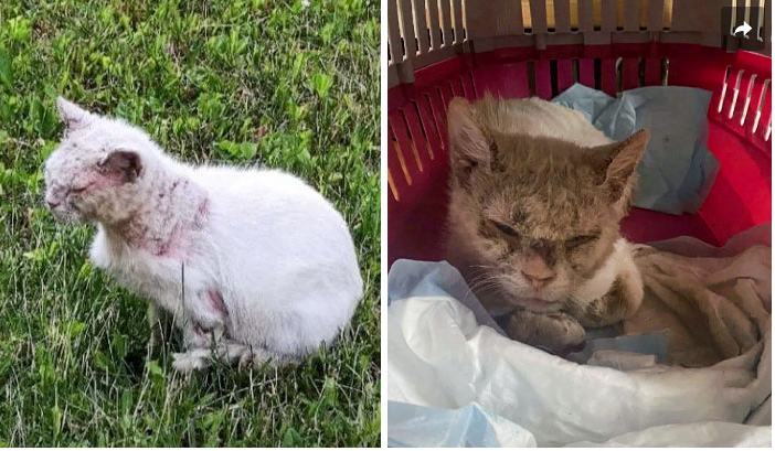 From Hopeless to Glorious: The Heartwarming Journey of a Rescued Cat