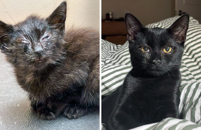 From Despair to Hope: The Heartwarming Journey of a Rescued Black Kitten