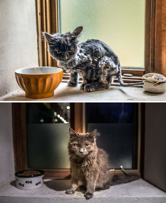 From Fragile to Flourishing: The Incredible Transformation of a Rescued Cat