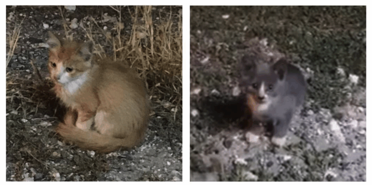 From Streets to Safety: The Inspiring Journey of Two Rescued Kittens