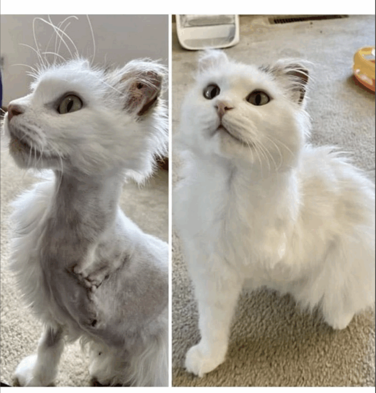 From Scars to Strength: The Inspiring Journey of a Brave Rescue Cat