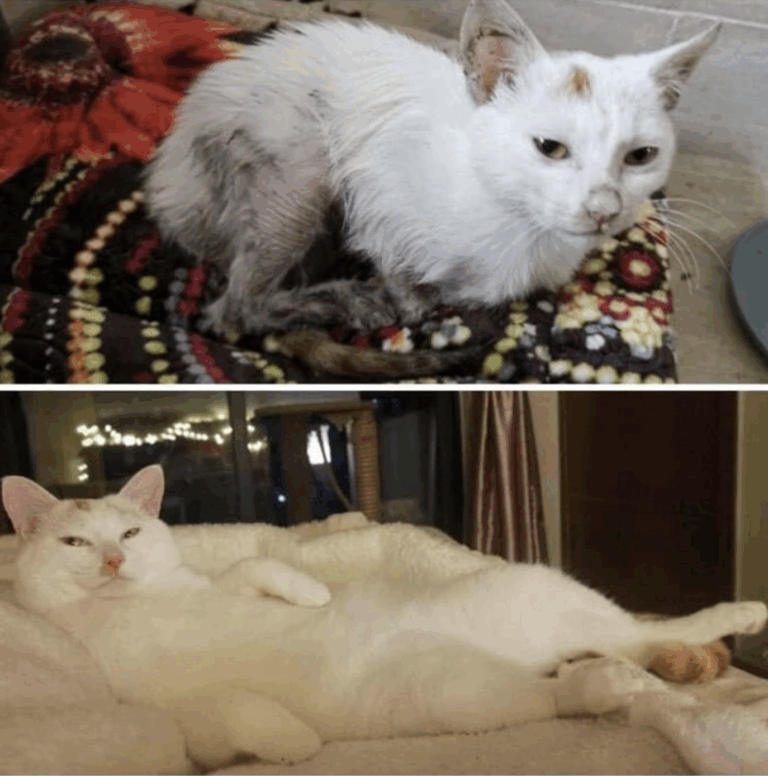 From Fragile to Flourishing: The Heartwarming Journey of a Rescue Cat