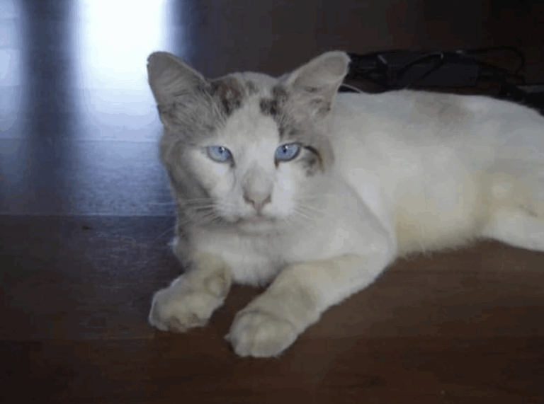 From Shadows to Shine: The Rescue Journey of a Forgotten Cat