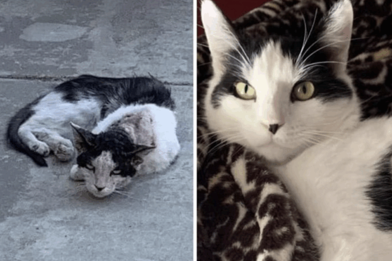 From Abandoned to Adored: The Journey of a Resilient Cat