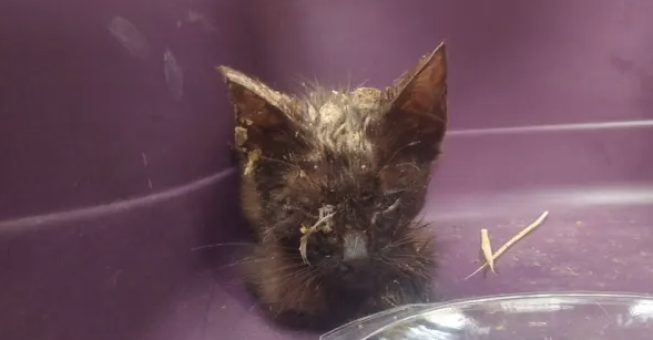 From Darkness to Light: The Rescue Story of a Tiny Black Kitten