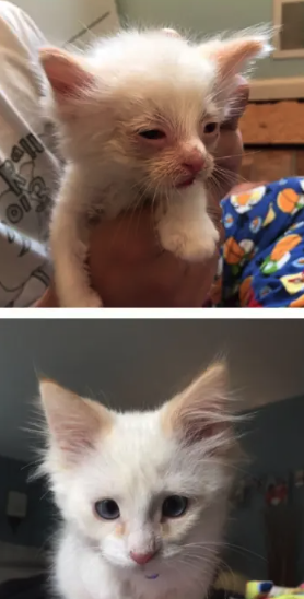 From Fragile Kitten to Majestic Companion: The Journey of a Rescue Cat
