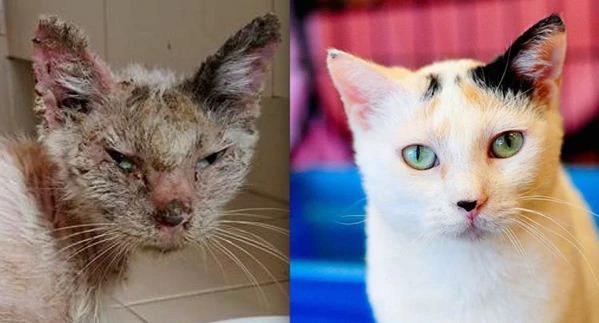 From Neglect to New Life: The Remarkable Transformation of a Rescue Cat