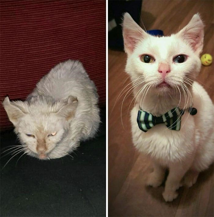 From Despair to Dignity: The Transformation of a Forgotten Cat