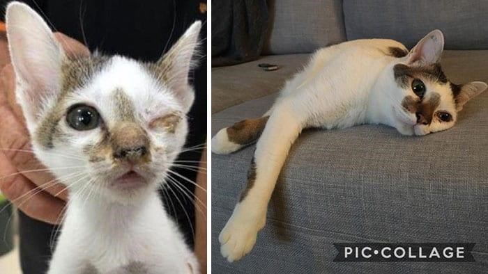 A Journey of Hope: How One Fragile Kitten Found Love and a New Life