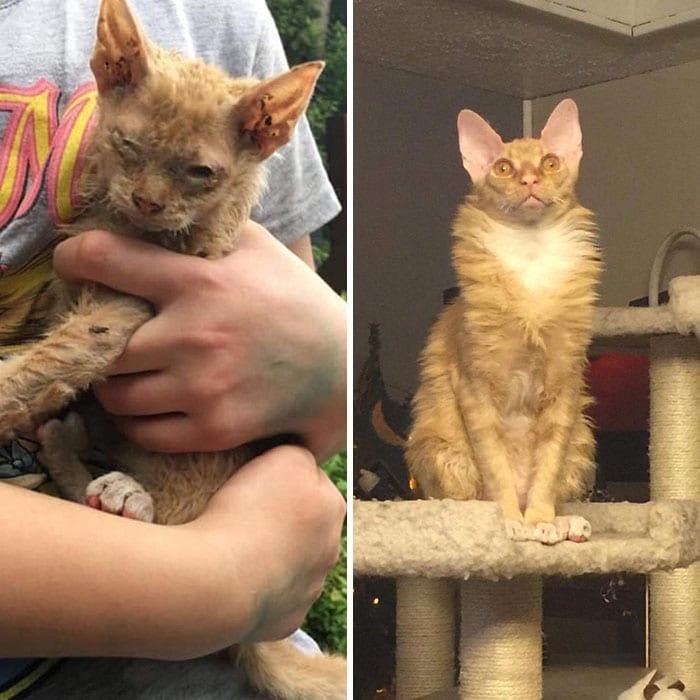 From Fragile Beginnings to Fierce Confidence: The Remarkable Rescue Journey of a Ginger Cat