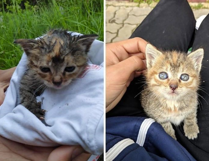 From Frail Kitten to Flourishing Beauty: The Heartwarming Rescue of a Tabby Cat