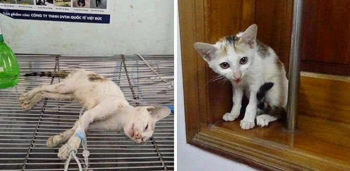 From Shackles to Safety: The Remarkable Rescue of a Fragile Kitten