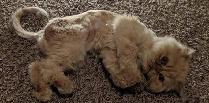 From Fragile to Flourishing: The Rescue of a Little Persian Cat