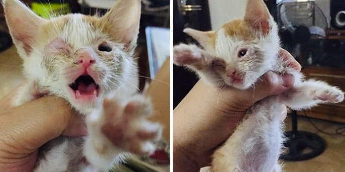 From Scared and Sickly to Loved and Thriving: A Rescue Story