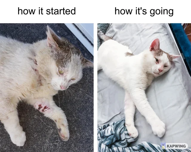 From Wounds to Warmth: The Transformation of a Once-Forgotten Cat