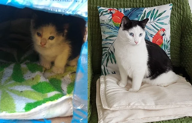 From Fragile Kitten to Flourishing Companion: A Rescue Cat’s Journey of Hope