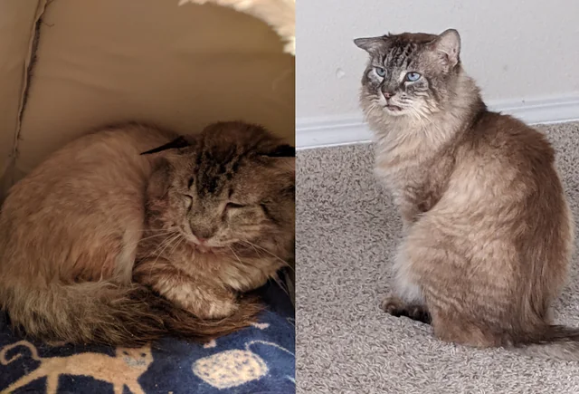 From Shadows to Sunshine: The Rescue Journey of a Once-Forgotten Cat