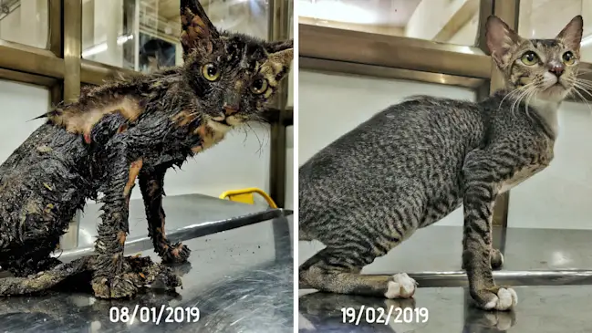 From Ashes to Hope: The Miraculous Recovery of a Burned Kitten