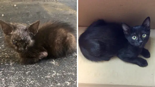 From Abandoned to Adored: The Rescue of a Frail Black Kitten