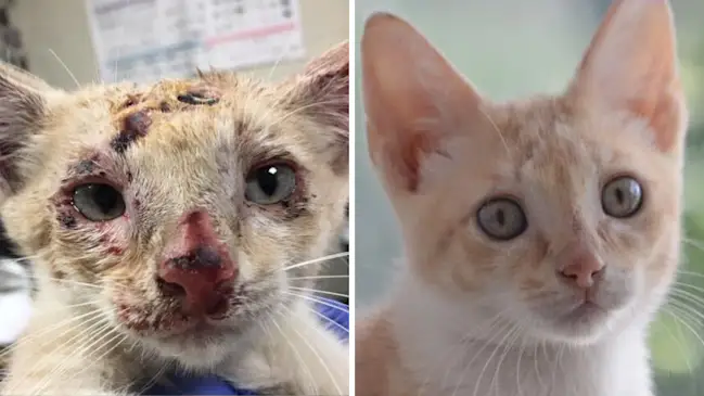 From Despair to Hope: The Remarkable Journey of a Rescued Kitten