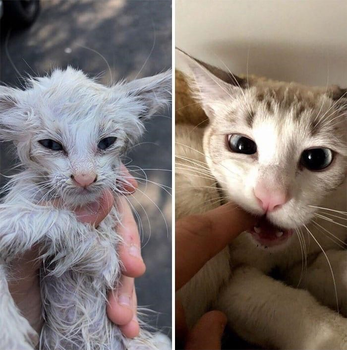From Frail Beginnings to a New Life: The Journey of a Rescued Kitten