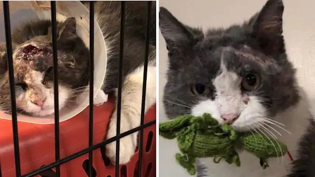 From Broken to Brave: The Inspiring Journey of a Rescued Cat
