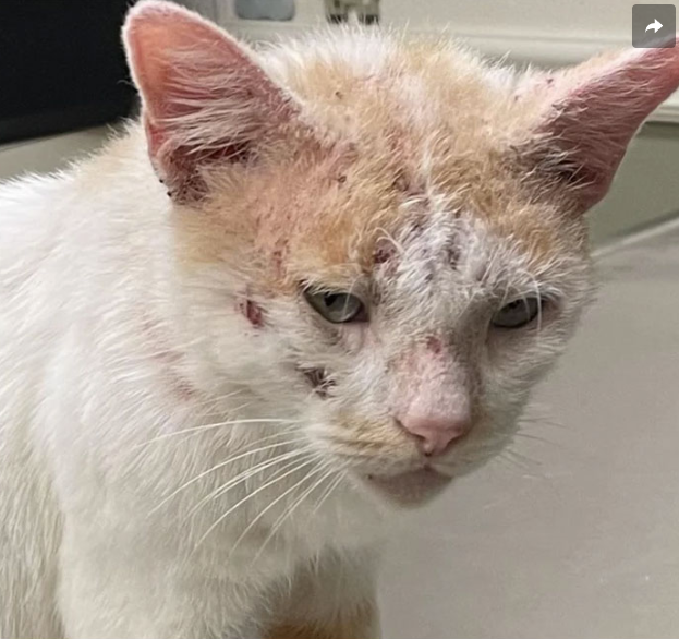 From Broken to Beautiful: The Healing Journey of a Rescued Cat