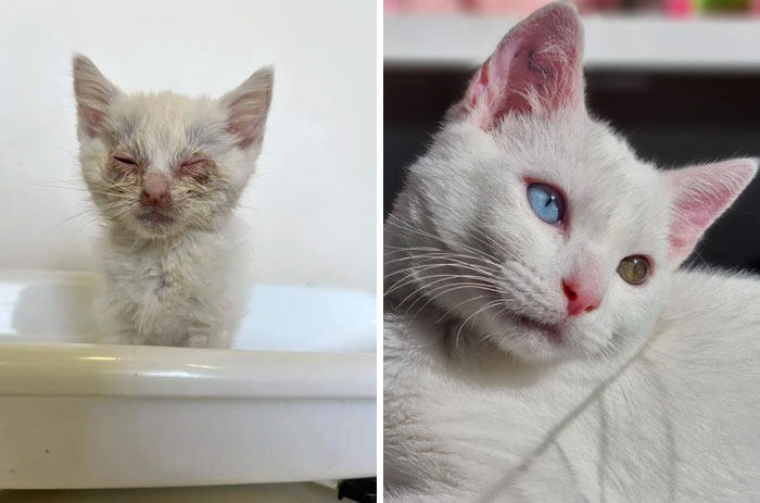 From Pain to Pure Beauty: The Inspiring Journey of a Little White Kitten