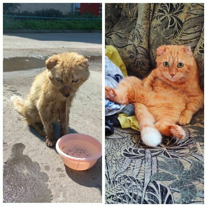 From Street Despair to Cozy Comfort: The Remarkable Journey of a Rescued Ginger Cat