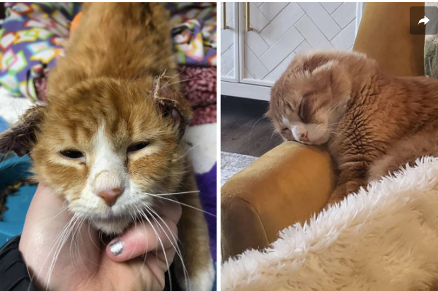 From Despair to Comfort: The Heartwarming Journey of a Rescued Cat