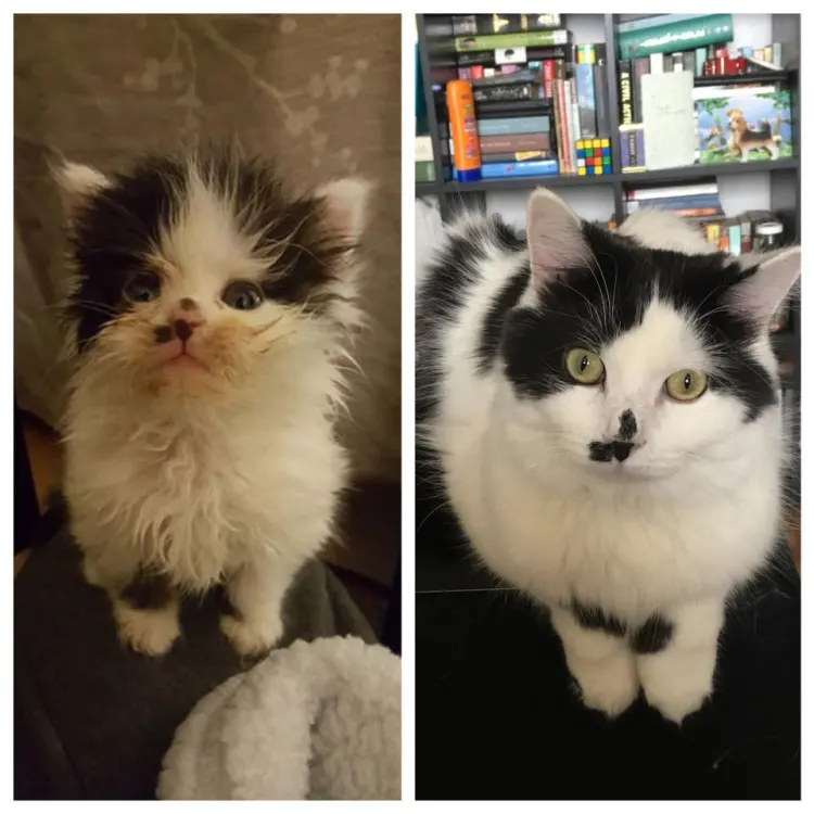 From Fragile Kitten to Flourishing Beauty: A Rescue Cat’s Journey