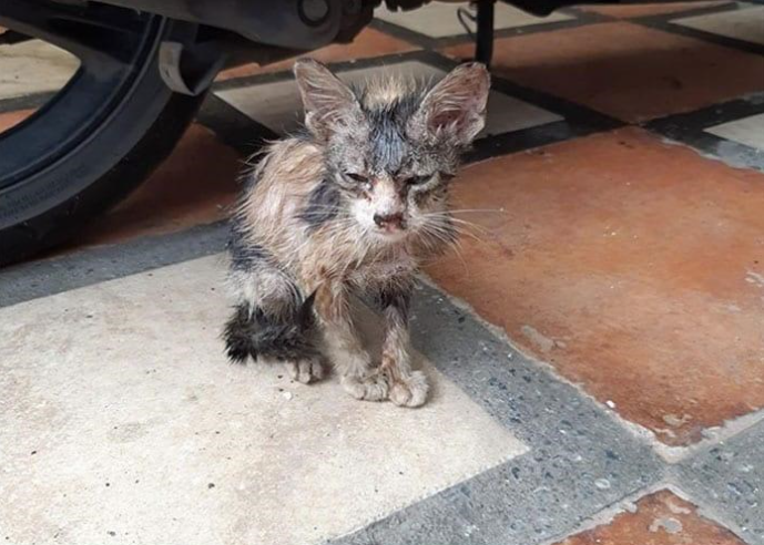 From the Streets to Safety: The Inspiring Transformation of a Rescued Kitten