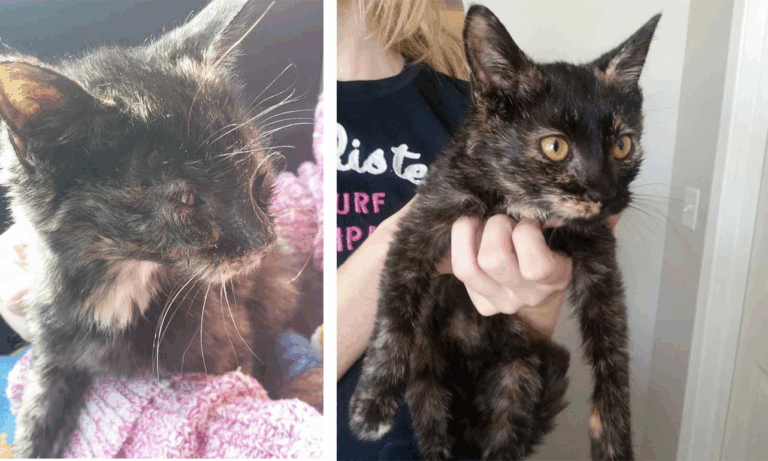 From Frailty to Fierceness: The Remarkable Rescue Journey of a Tortoiseshell Kitten