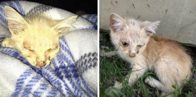 From Shadows to Sunshine: The Incredible Recovery of a Rescued Kitten