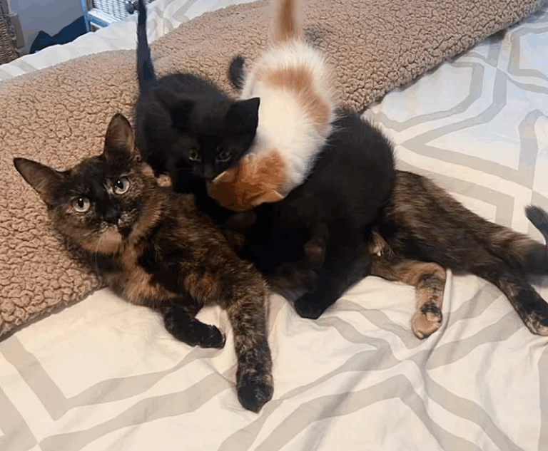 Woman Bought a House and Inherited a Cat, Shortly After Bringing Her Inside, She Found Kittens