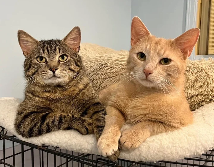 Shy Cats Depend on Each Other Their Whole Lives Meet Person Who Comes Back to Shelter Just for Them