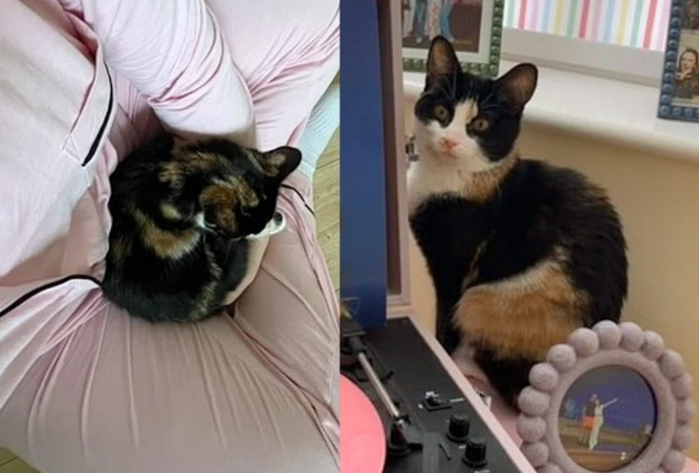 They Welcome Very Shy Young Cat into Their Home, It Turns Out to Be Best Decision as They Watch Her Shine