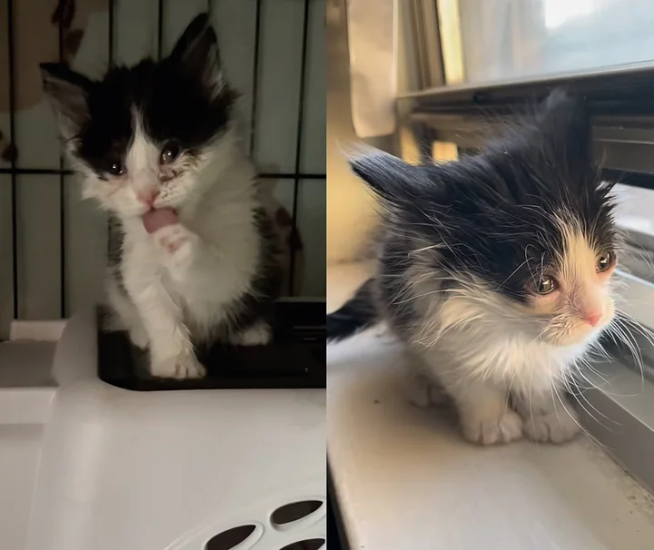 Tiny Kitten Has the Confidence of a Full-grown Cat, Fearless from the Moment She was Saved